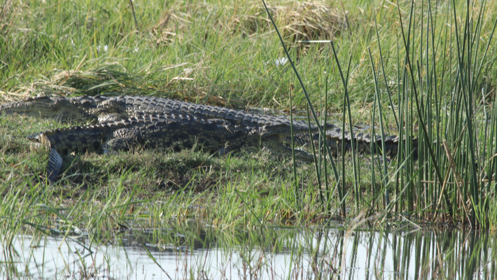 2 crocodiles lying in the grass next to some water.
