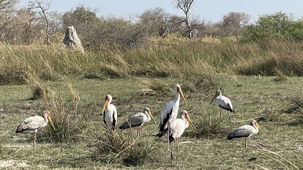 7 yellow-billed storks standing on the grass.