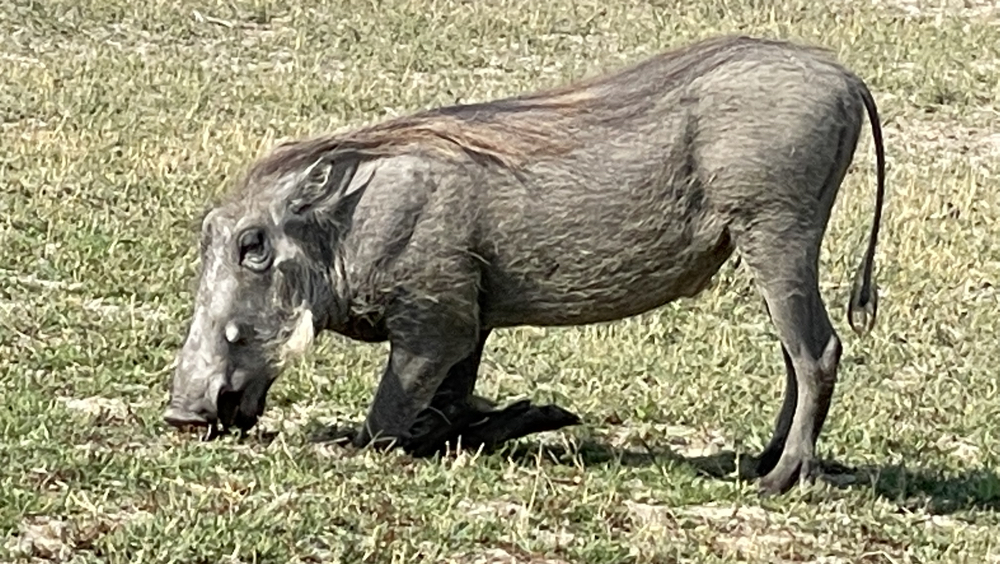 A warthog on its knees eating grass 