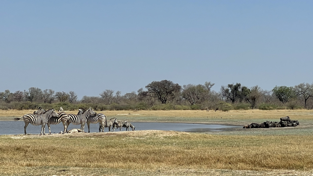 Zebra standing and wildebeest lying down next to a pan.
