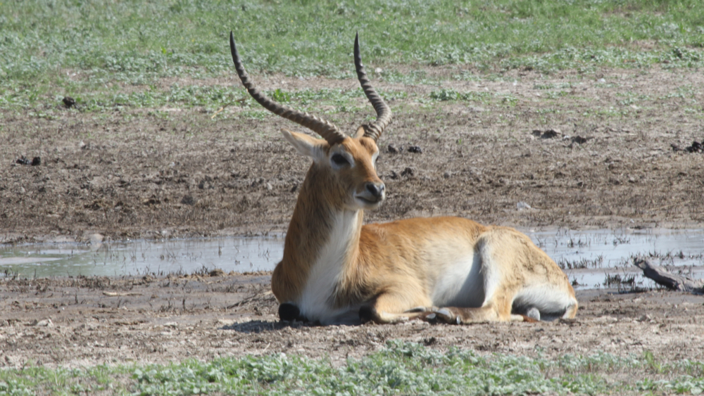 A male red lechwe lying down.
