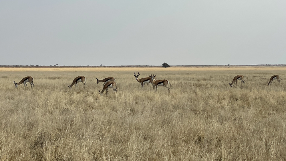 A group of springbok on the open Pan.