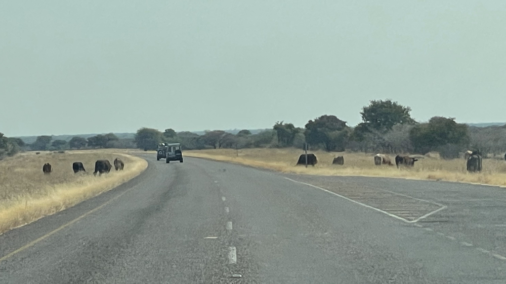 Cattle on wither side of the road.