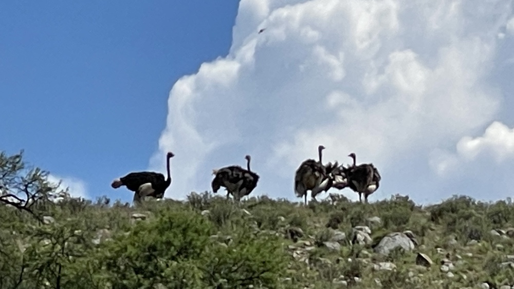 4 ostriches at the top of a mound.