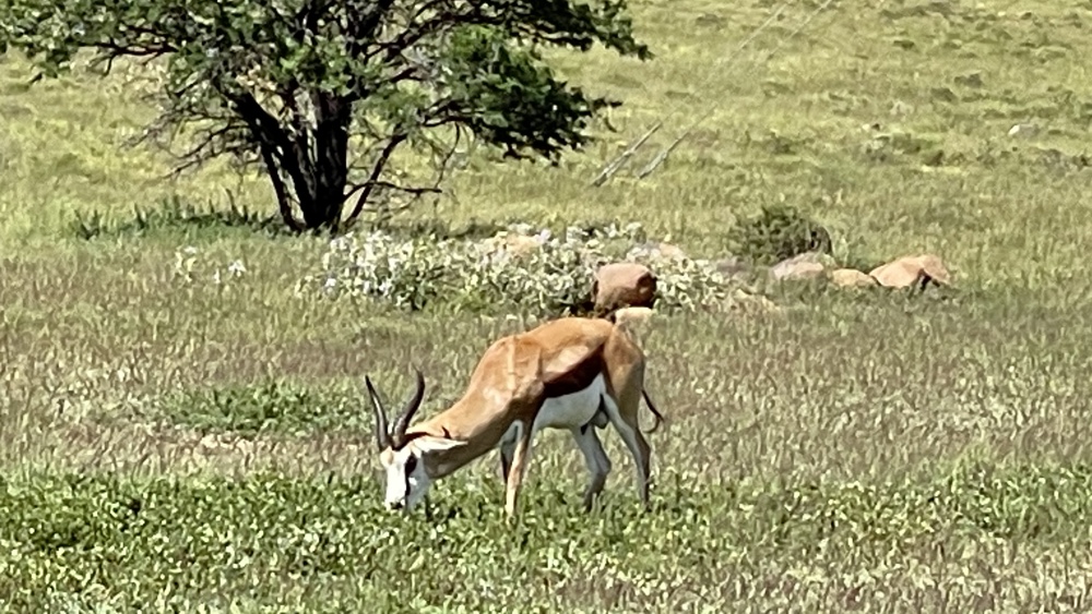 A male springbok eating grass.
