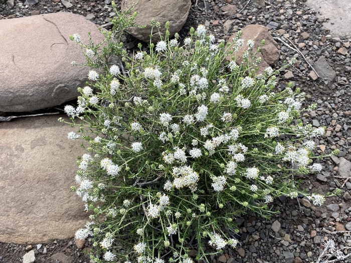 A white flowered plant.