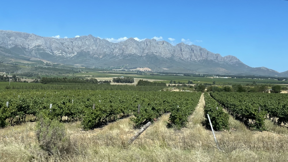 Lines of vines with a range of mountains in the background.