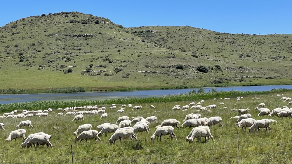 Sheep grazing in a field with a dam and hills beyond them.
