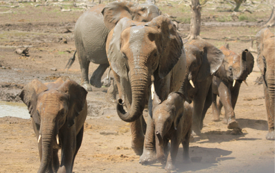Elephants arriving at the Mapungubwe waterhole.