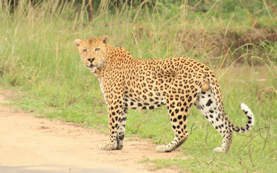 A leopard sighted in the Kruger National Park.