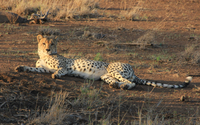 Adult cheetah lying down near our vehicle.