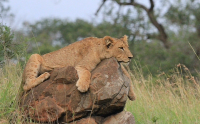 Lion cub lying on top of a rock.