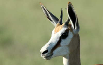 A springbok, Central Kalahari.