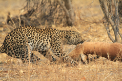 A leopard with a kill.