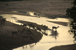 Impala at sunrise, Limpopo River.