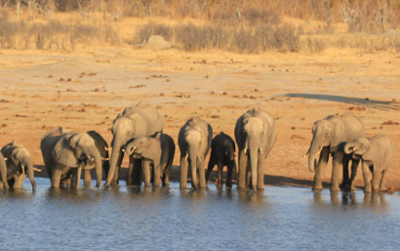 Elephants at a waterhole in Hwange National Park.